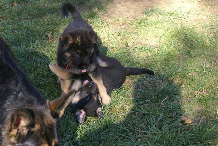 Chiot berger Allemand  Rauge 16 et 17 Octobre 2010