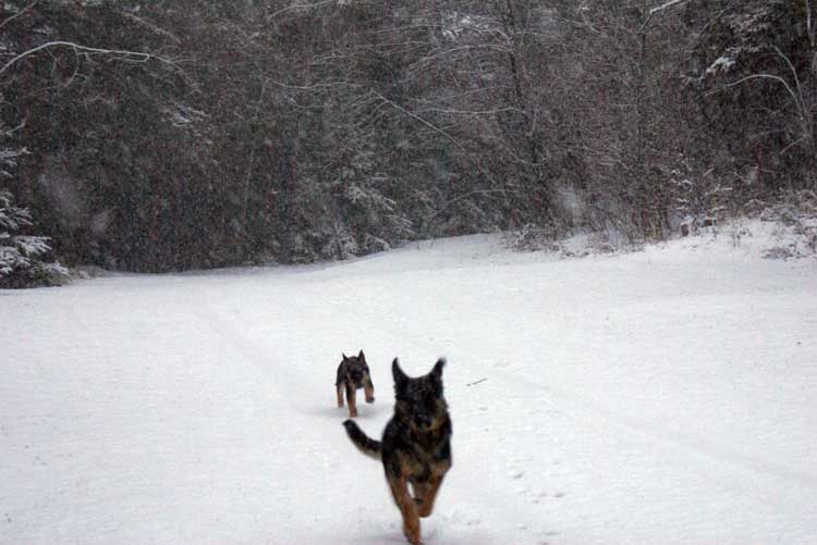 Chiot femelle berger allemand et maman !