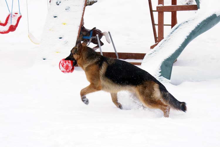 Vidal berger allemand a 1 ans