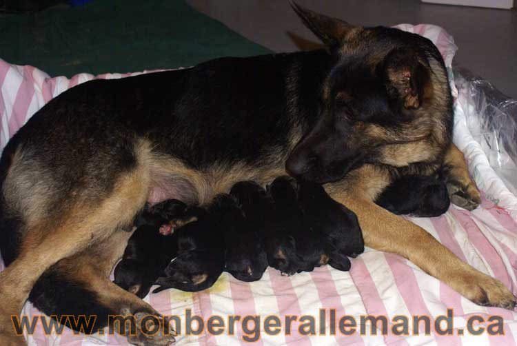 Chiots ne le 4 Sept 2010 - Des chiots berger allemands Unique