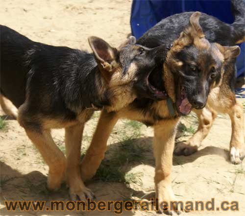 Gauche Roxy la femelle qui Mord Big Le terrible le male - Berger Allemand de grande lignée