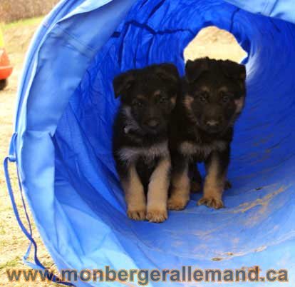 Chiot berger allemand 2010 - Lady X Capone - Berger allemand de grande lignée