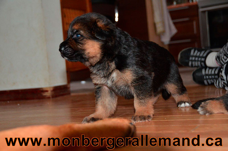 Chiots berger allemand a Harley 23 Decembre 2012