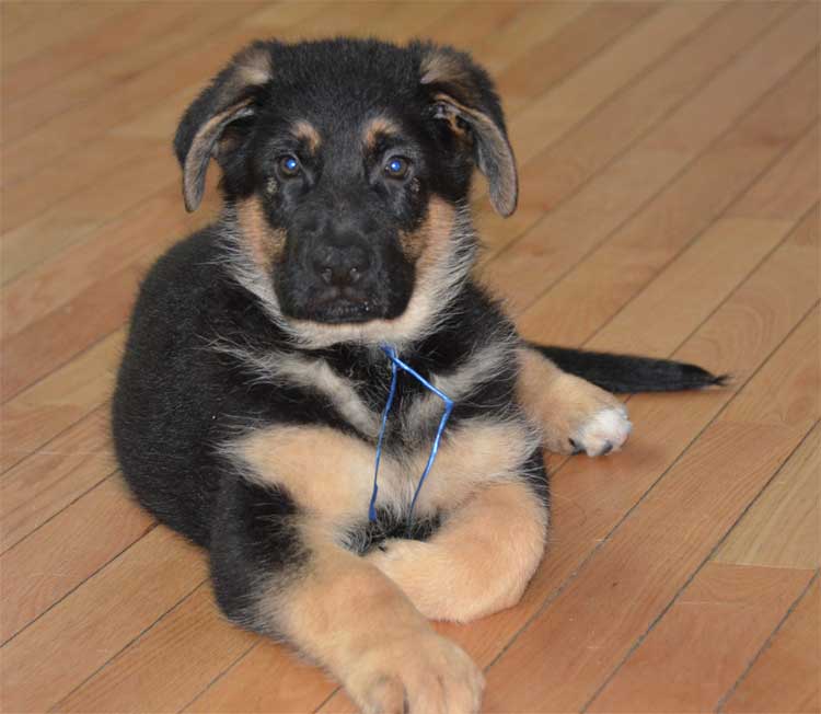 chewbacca - Male berger allemand, il est parti dans la région de Gatineau / Ottawa