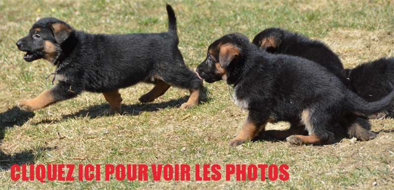 Chiots Holi - 12 Avril 2012 - Superbes chiots Berger Allemand !!!