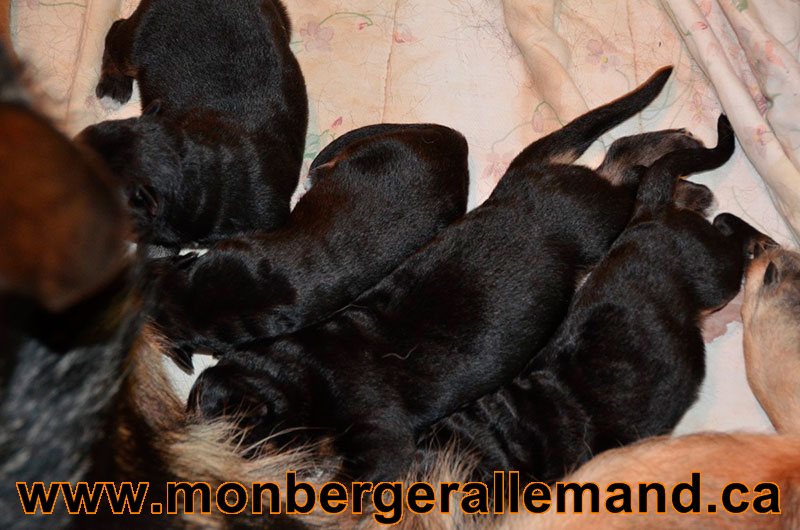 Chiots berger allemand a Lady 12 Decembre 2012 - Naissance 8 decembre 2012