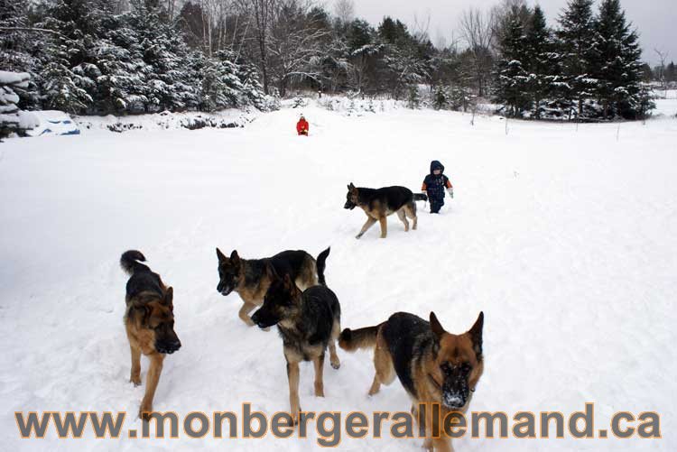 Nos Berger Allemand - 27 Novembre 2010 Première neige !