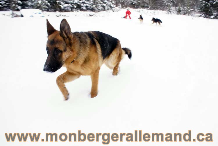 Nos Berger Allemand - 27 Novembre 2010 Première neige !