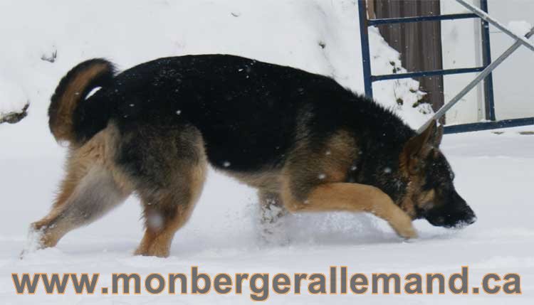 Nos Berger Allemand - 27 Novembre 2010 Première neige !