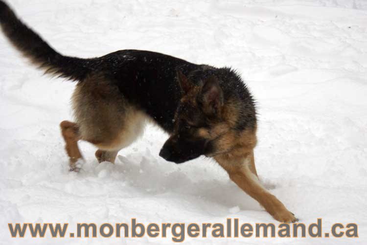 Les chiens dans la neige - Nos Berger allemand - Quebec montreal gatineau ottawa german Shepherd