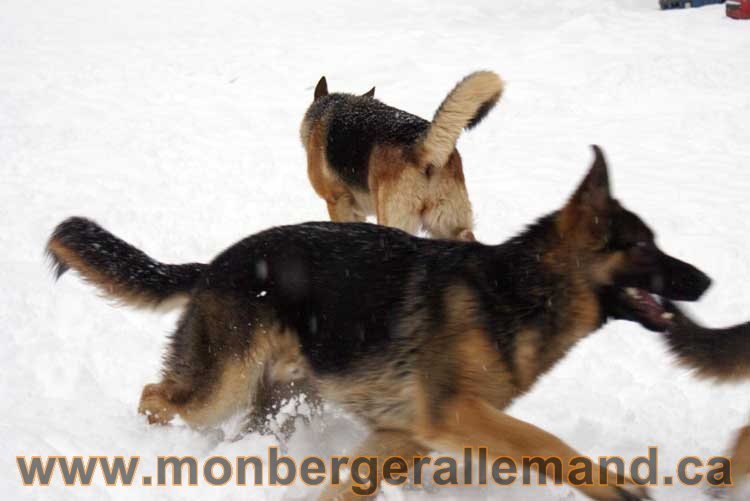 Big - Les chiens dans la neige - Nos Berger allemand - Quebec montreal gatineau ottawa german Shepherd