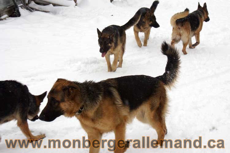 Les chiens dans la neige - Nos Berger allemand - Quebec montreal gatineau ottawa german Shepherd