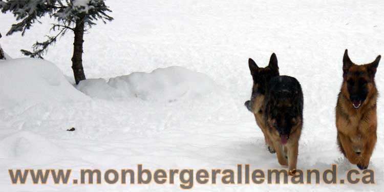 Roxy,big,vidal - Les chiens dans la neige - Nos Berger allemand - Quebec montreal gatineau ottawa german Shepherd