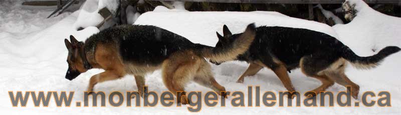Kenya et Lady - Les chiens dans la neige - Nos Berger allemand - Quebec montreal gatineau ottawa german Shepherd
