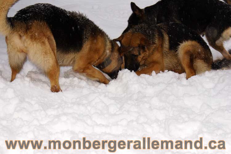Kenya et Vidal - Les chiens dans la neige - Nos Berger allemand - Quebec montreal gatineau ottawa german Shepherd