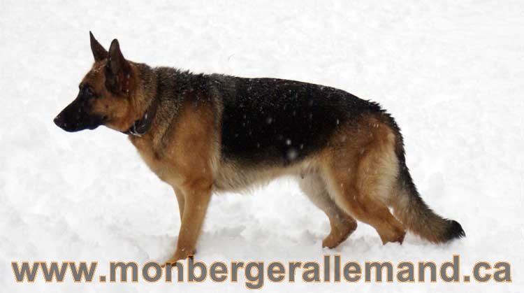 Kenya - Les chiens dans la neige - Nos Berger allemand - Quebec montreal gatineau ottawa german Shepherd