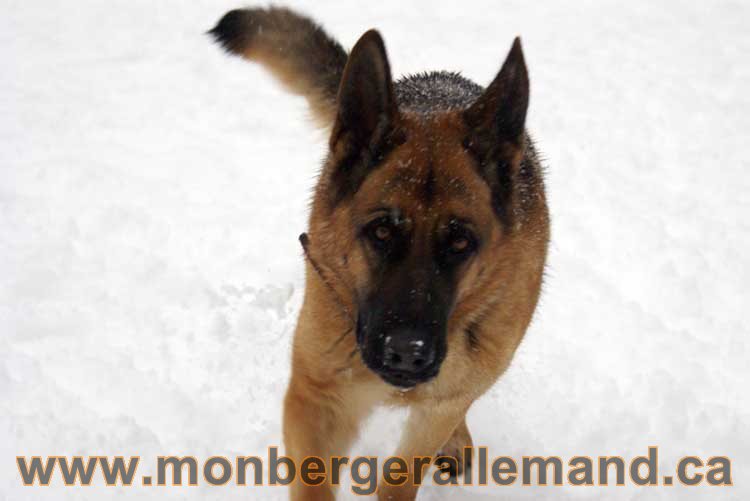 Kenya - ,Les chiens dans la neige - Nos Berger allemand - Quebec montreal gatineau ottawa german Shepherd