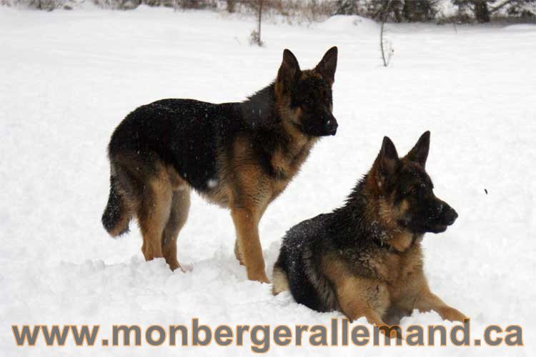 Roxy et Big - Les chiens dans la neige - Nos Berger allemand - Quebec montreal gatineau ottawa german Shepherd
