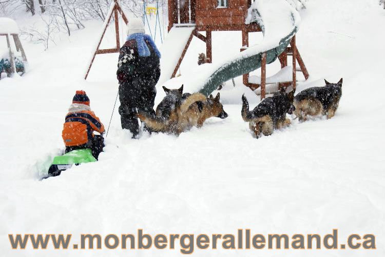 Nos Berger allemand - Mars 2011 Grosse tempete de neige