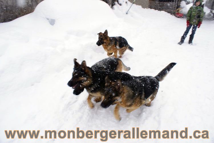 Nos Berger allemand - Mars 2011 Grosse tempete de neige