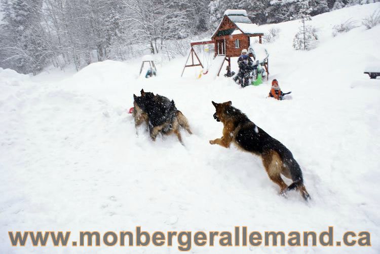 Nos Berger allemand - Mars 2011 Grosse tempete de neige