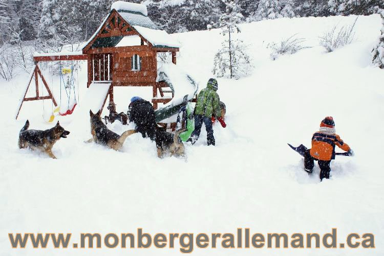 Nos Berger allemand - Mars 2011 Grosse tempete de neige