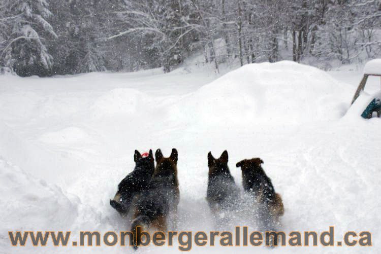 Nos Berger allemand - Mars 2011 Grosse tempete de neige