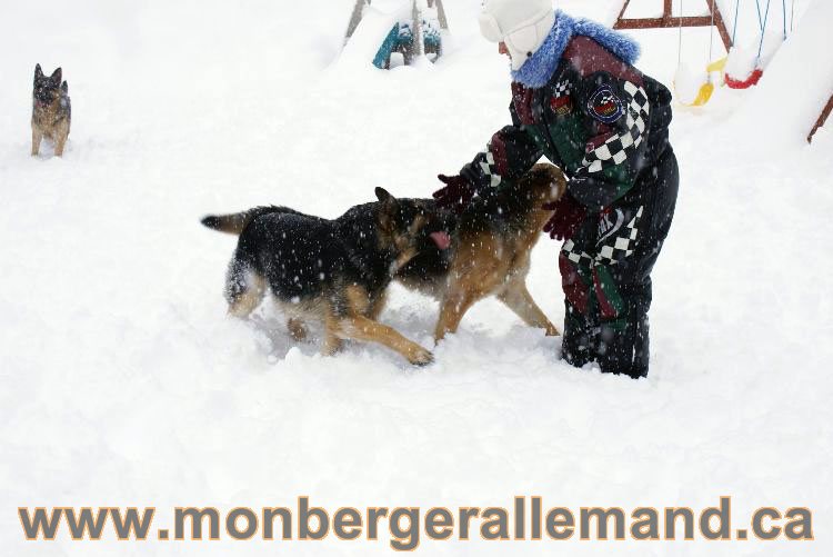 Nos Berger allemand - Mars 2011 Grosse tempete de neige