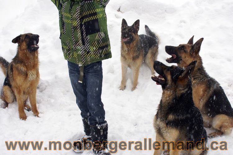 Nos Berger allemand - Mars 2011 Grosse tempete de neige