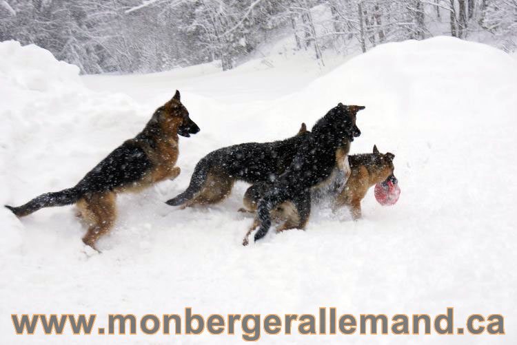 Nos Berger allemand - Mars 2011 Grosse tempete de neige