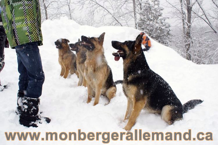 Nos Berger allemand - Mars 2011 Grosse tempete de neige