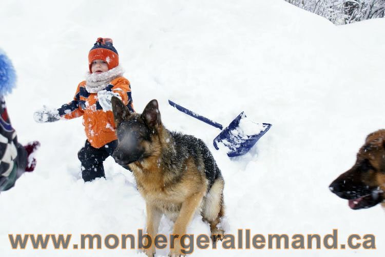 Nos Berger allemand - Mars 2011 Grosse tempete de neige