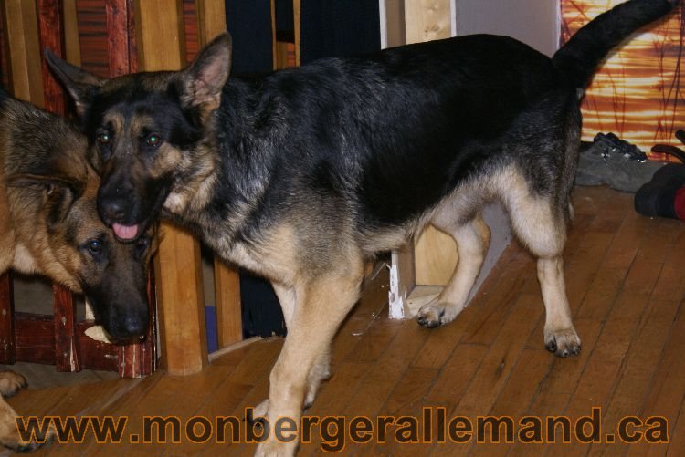 Nos berger allemand Mars 2011