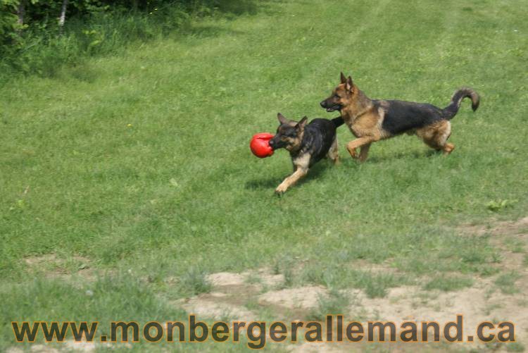 Lady - Chiots berger allemand a Lady