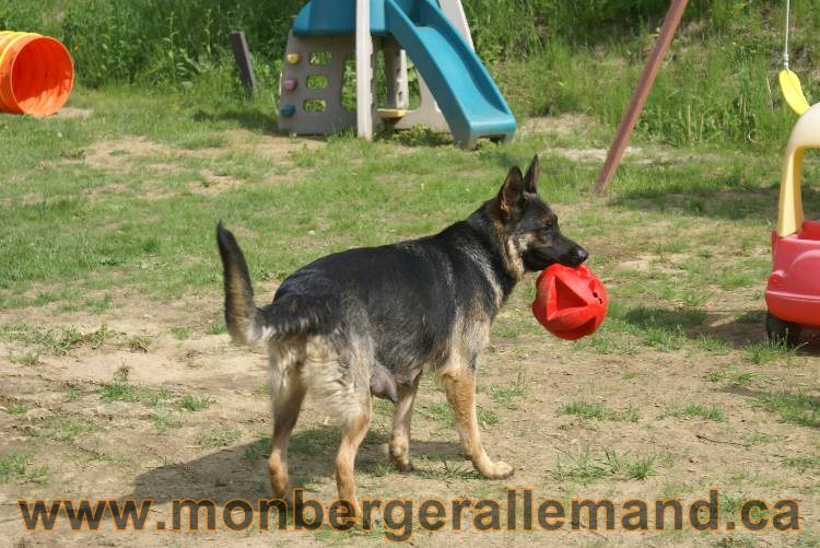 Lady - Chiots berger allemand a Lady