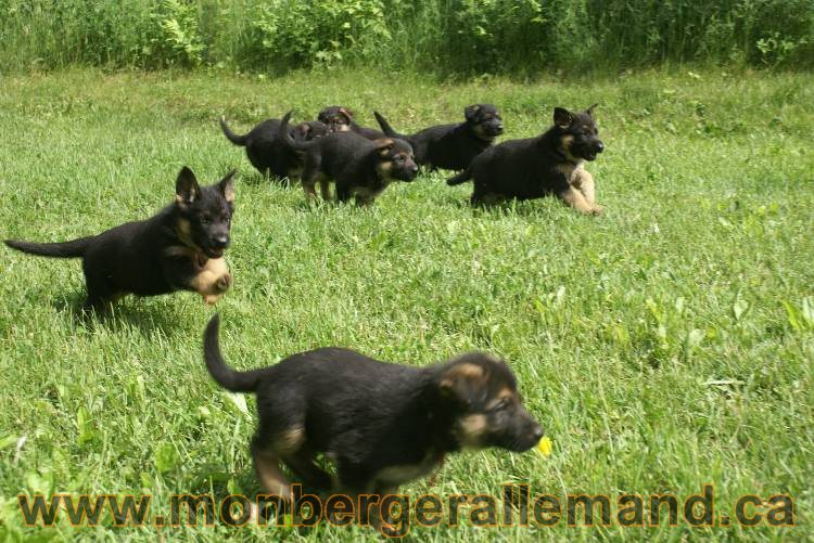 Lady - Chiots berger allemand a Lady