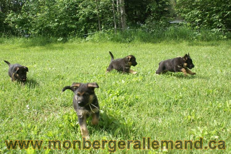 Lady - Chiots berger allemand a Lady