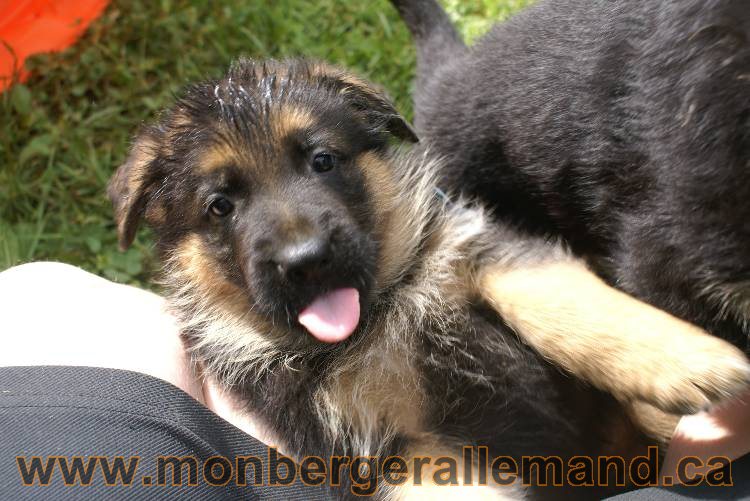 Lady - Chiots berger allemand a Lady