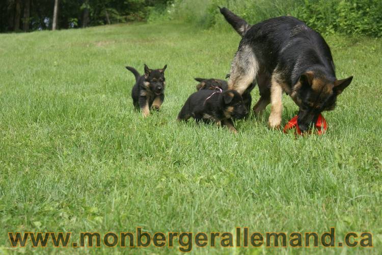 Lady - Chiots berger allemand a Lady