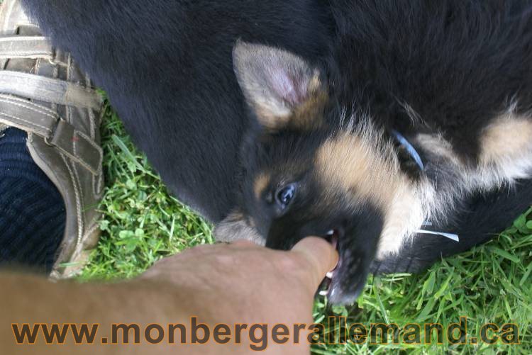 Lady - Chiots berger allemand a Lady