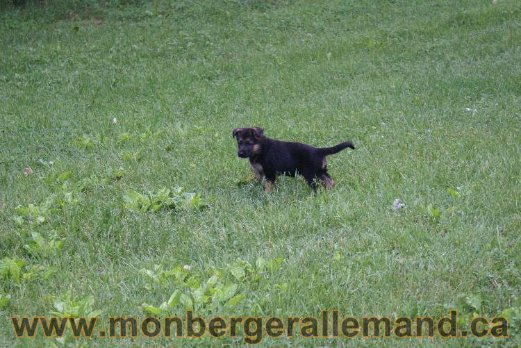 Chiots Lady 13 juin 2011 - Berger Allemand de grande lignée