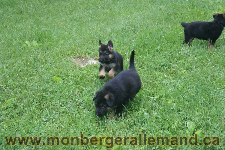 Chiots Lady 13 juin 2011 - Berger Allemand de grande lignée