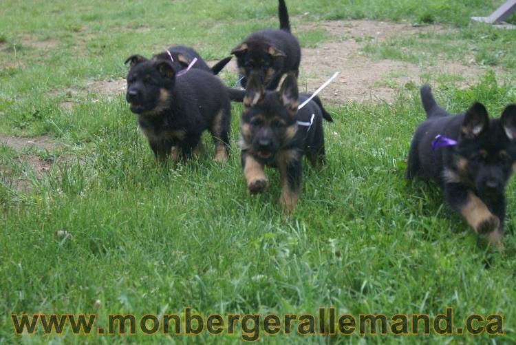 Chiots Lady 13 juin 2011 - Berger Allemand de grande lignée