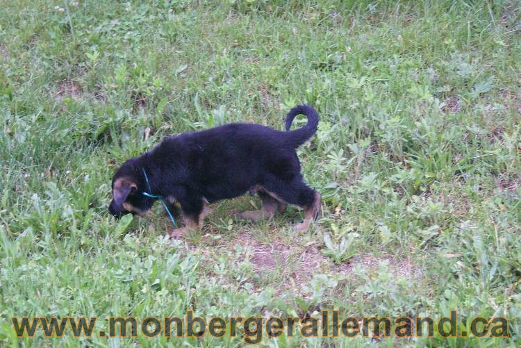 Chiots Lady 13 juin 2011 - Berger Allemand de grande lignée