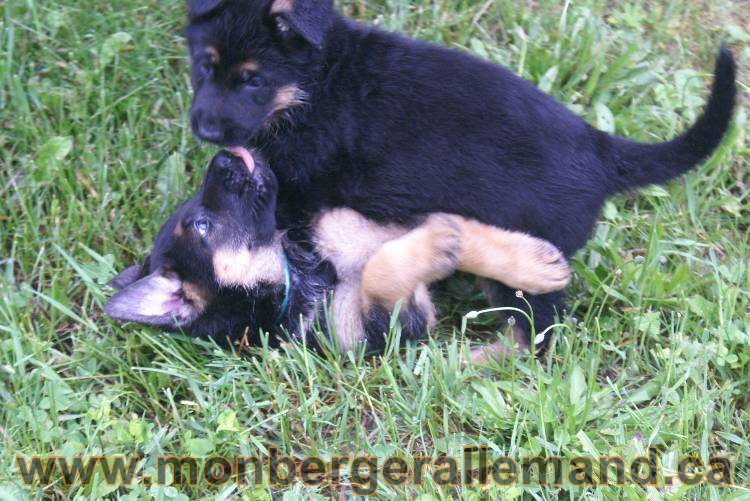 Chiots Lady 13 juin 2011 - Berger Allemand de grande lignée