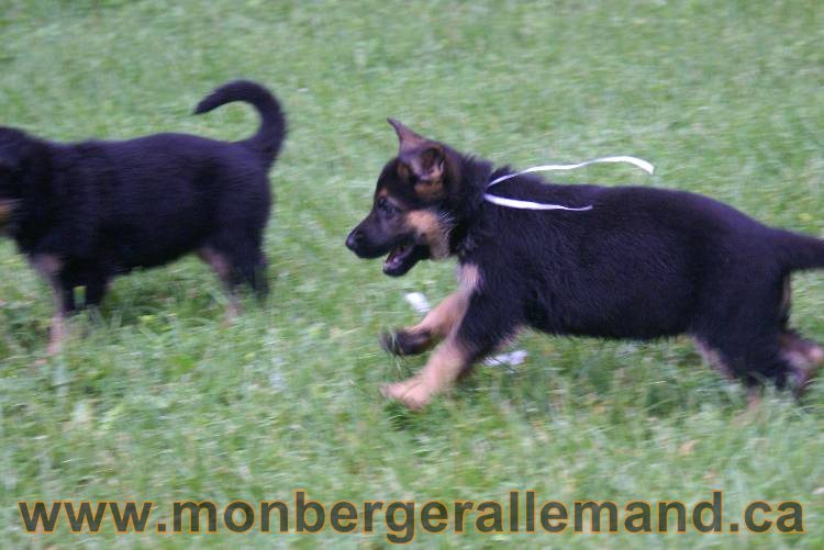 Chiots Lady 13 juin 2011 - Berger Allemand de grande lignée