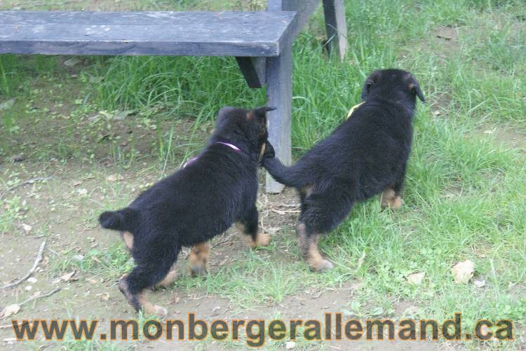 Chiots Lady 13 juin 2011 - Berger Allemand de grande lignée