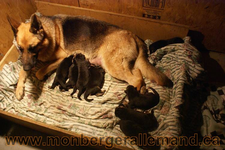 Chiots Lady 13 juin 2011 - Berger Allemand de grande lignée