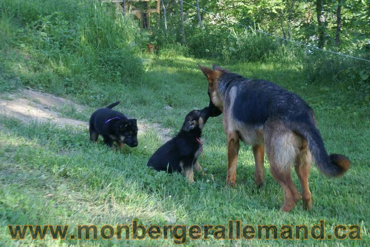 17 juin 2011 - Berger Allemand de grande LIgnée