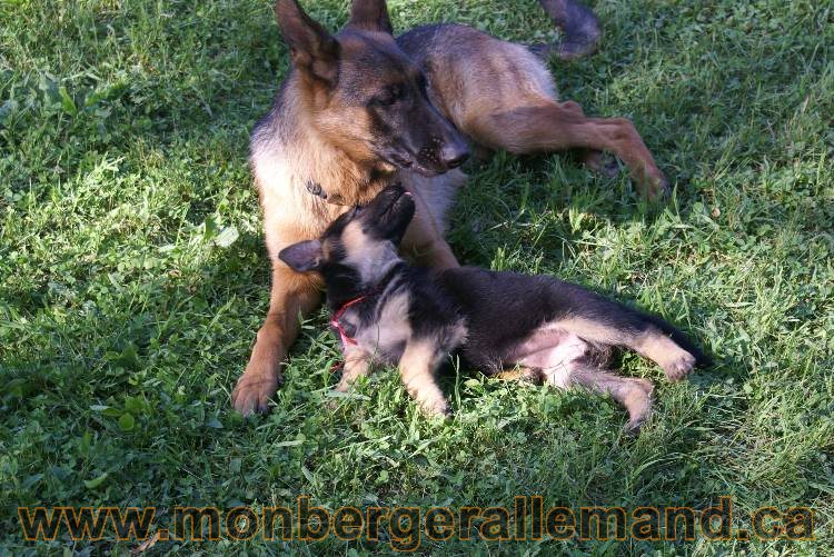 17 juin 2011 - Berger Allemand de grande LIgnée